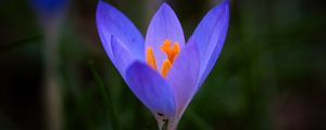 Preview wallpaper crocus, flower, petals, macro, blur