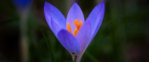 Preview wallpaper crocus, flower, petals, macro, blur