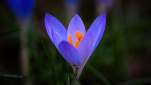 Preview wallpaper crocus, flower, petals, macro, blur