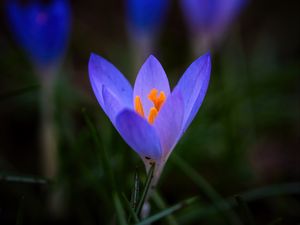 Preview wallpaper crocus, flower, petals, macro, blur