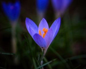 Preview wallpaper crocus, flower, petals, macro, blur