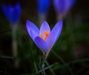 Preview wallpaper crocus, flower, petals, macro, blur