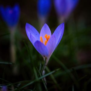 Preview wallpaper crocus, flower, petals, macro, blur