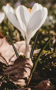 Preview wallpaper crocus, flower, spring, leaves