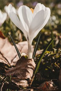 Preview wallpaper crocus, flower, spring, leaves