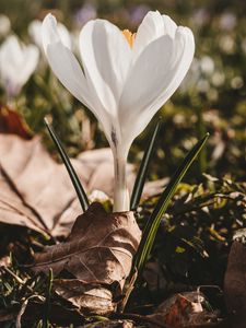 Preview wallpaper crocus, flower, spring, leaves