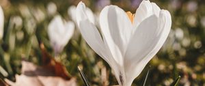 Preview wallpaper crocus, flower, spring, leaves