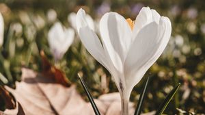 Preview wallpaper crocus, flower, spring, leaves