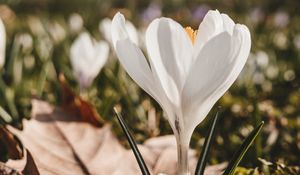 Preview wallpaper crocus, flower, spring, leaves