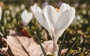 Preview wallpaper crocus, flower, spring, leaves