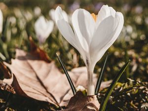 Preview wallpaper crocus, flower, spring, leaves