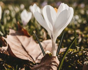 Preview wallpaper crocus, flower, spring, leaves