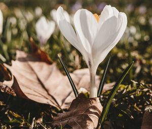 Preview wallpaper crocus, flower, spring, leaves