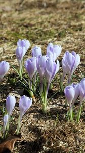 Preview wallpaper crocus, flowers, buds, purple, spring