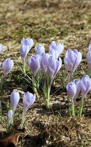 Preview wallpaper crocus, flowers, buds, purple, spring