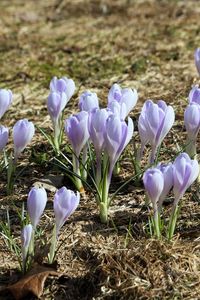 Preview wallpaper crocus, flowers, buds, purple, spring