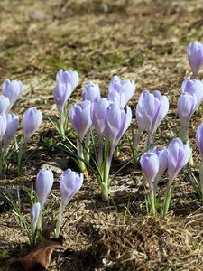 Preview wallpaper crocus, flowers, buds, purple, spring