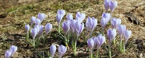 Preview wallpaper crocus, flowers, buds, purple, spring