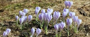 Preview wallpaper crocus, flowers, buds, purple, spring