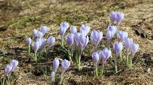 Preview wallpaper crocus, flowers, buds, purple, spring