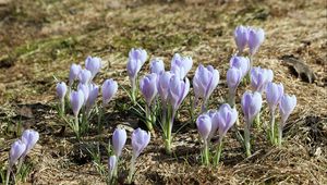 Preview wallpaper crocus, flowers, buds, purple, spring