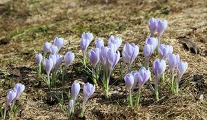 Preview wallpaper crocus, flowers, buds, purple, spring