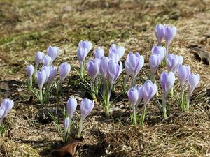 Preview wallpaper crocus, flowers, buds, purple, spring