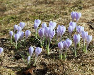 Preview wallpaper crocus, flowers, buds, purple, spring