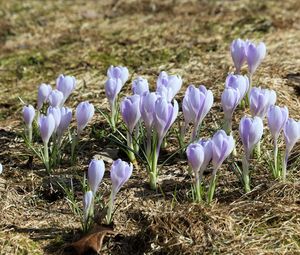 Preview wallpaper crocus, flowers, buds, purple, spring