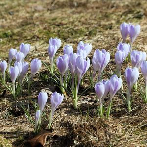 Preview wallpaper crocus, flowers, buds, purple, spring