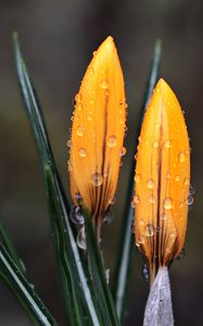 Preview wallpaper crocus, flowers, drops