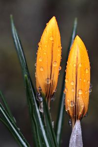 Preview wallpaper crocus, flowers, drops