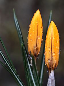 Preview wallpaper crocus, flowers, drops