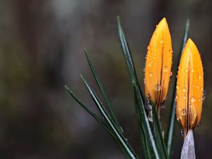 Preview wallpaper crocus, flowers, drops