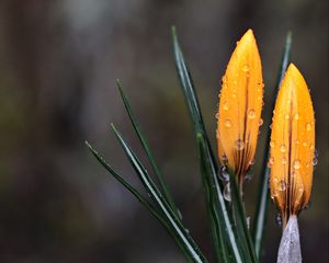 Preview wallpaper crocus, flowers, drops