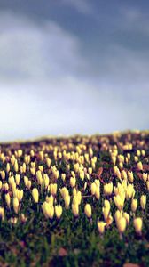 Preview wallpaper crocus, flowers, field, sky