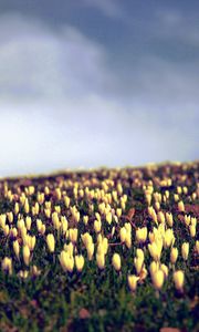 Preview wallpaper crocus, flowers, field, sky