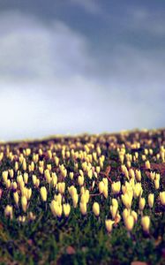 Preview wallpaper crocus, flowers, field, sky