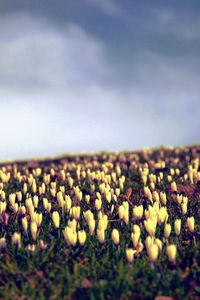 Preview wallpaper crocus, flowers, field, sky