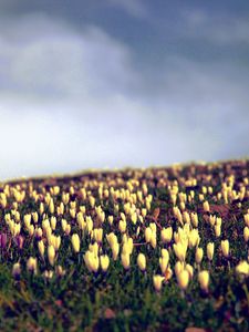 Preview wallpaper crocus, flowers, field, sky