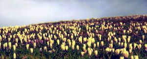 Preview wallpaper crocus, flowers, field, sky