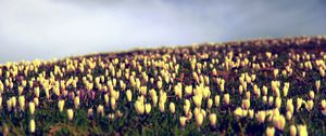 Preview wallpaper crocus, flowers, field, sky