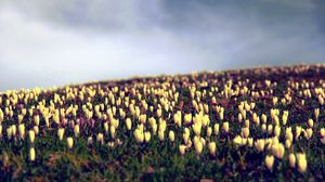 Preview wallpaper crocus, flowers, field, sky