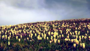 Preview wallpaper crocus, flowers, field, sky