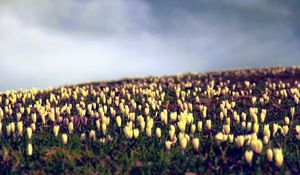 Preview wallpaper crocus, flowers, field, sky