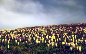 Preview wallpaper crocus, flowers, field, sky