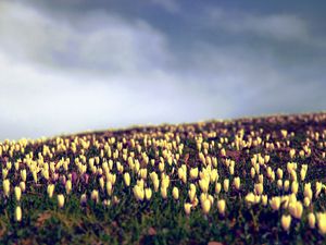 Preview wallpaper crocus, flowers, field, sky