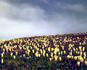 Preview wallpaper crocus, flowers, field, sky