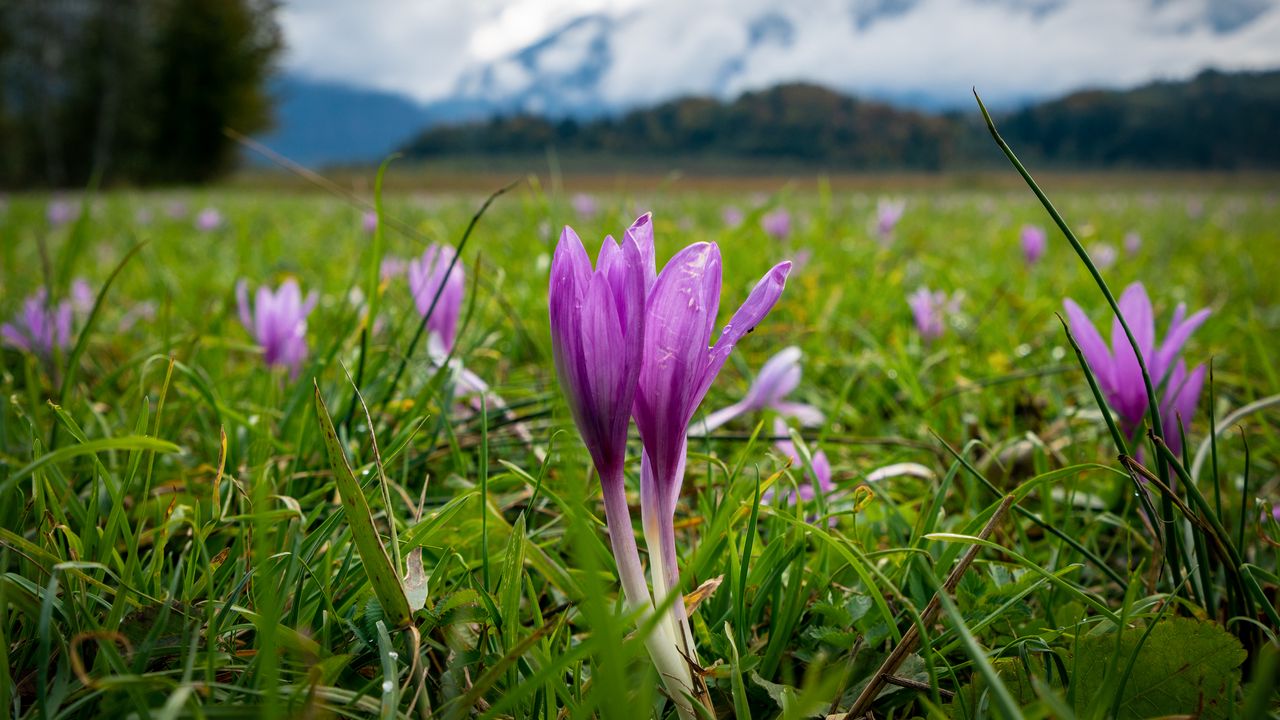 Wallpaper crocus, flowers, grass, meadow