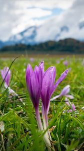 Preview wallpaper crocus, flowers, grass, meadow